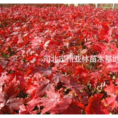 紅花酢漿草 紅花酢漿草基地 紅花酢漿草價(jià)格