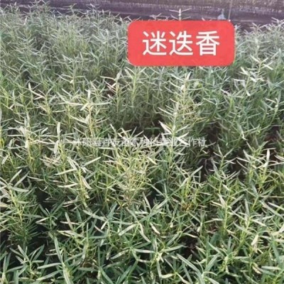 沭陽(yáng)卉友苗木優(yōu)質(zhì)地被植物虎耳草小苗 量大價(jià)格優(yōu)惠