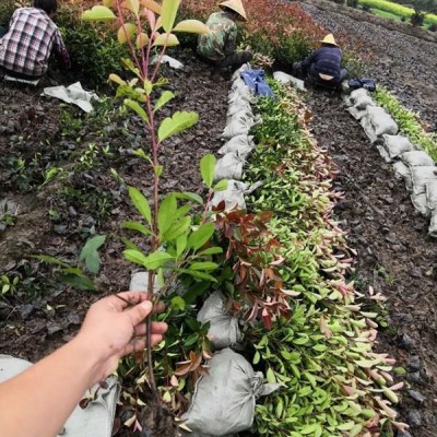 【江蘇地被草花大棚苗圃基地供應】銀石蠶（水果蘭），紅葉景天