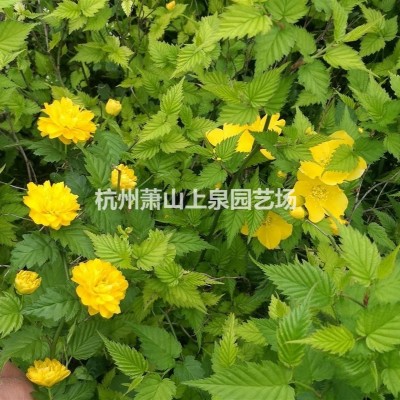 吉祥草地被遮陰植物專業(yè)種植大量供應(yīng)