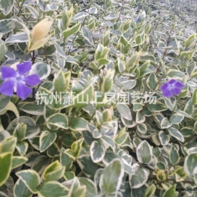 金邊闊葉麥冬綠地被植物專業(yè)種植大量供應(yīng)