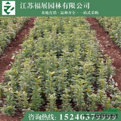 黑心菊別稱黑心金光菊、黑眼菊 黑心菊種子價格 黑心菊照片