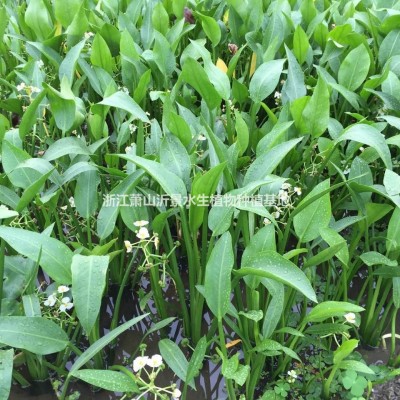 矮生花葉芒，金雞菊，荷蘭菊，黑心菊