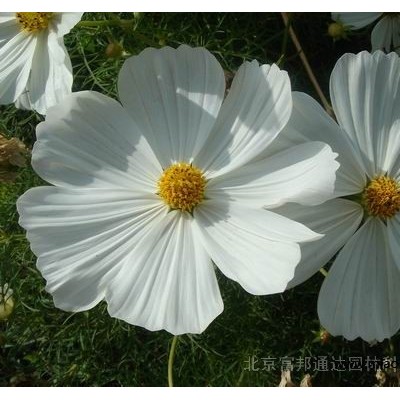 大量供應(yīng)黑心菊、花毛茛、藿香薊、加拿大美女櫻等宿根花種