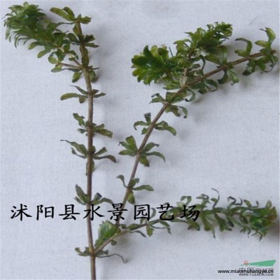 供應(yīng)吉祥草 玉帶草    大量批發(fā)   吉祥草價格