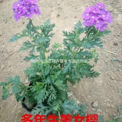 山東大花金雞菊容器苗-大花金雞菊批發(fā)價格銷售中