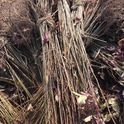 大花金雞菊價格 優(yōu)質(zhì)金雞菊批發(fā)大花金雞菊圖片 宿根花卉