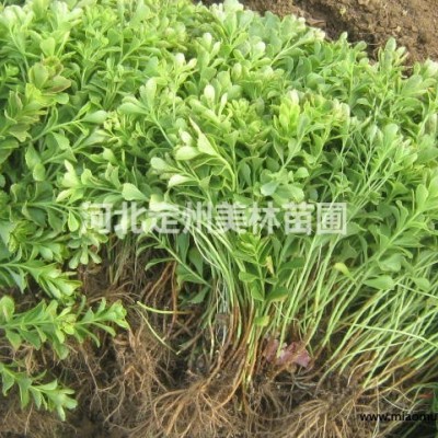 河北定州莢果蕨種植基地