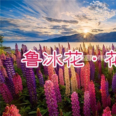 金雞菊批發(fā)金雞菊花海金雞菊基地