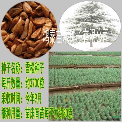 金雞菊種子價(jià)格金雞菊種子批發(fā)