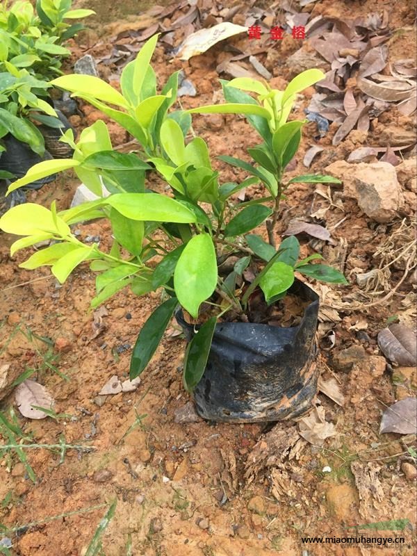 龍船花，雙色茉莉，滿天星，蜘蛛蘭