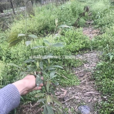 千鳥花基地 批發(fā)千鳥花 千鳥花工程苗