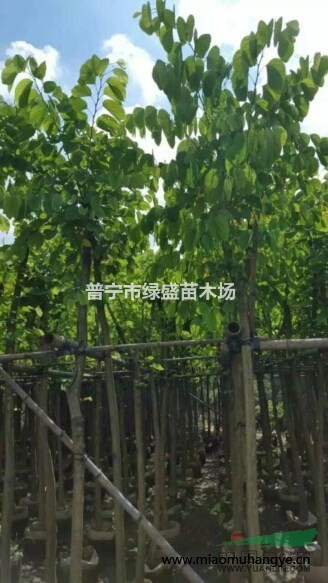 普寧地區(qū)供應(yīng)各種規(guī)格非洲茉莉袋苗