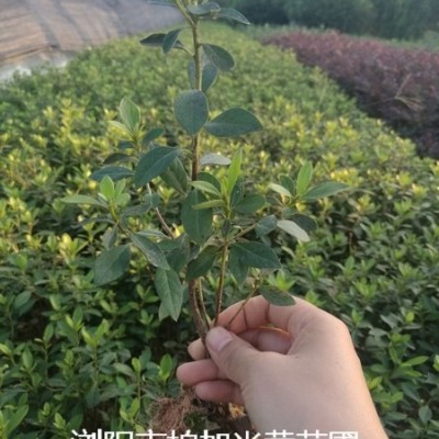 湖南柏加花木種植基地銷售花葉美人蕉