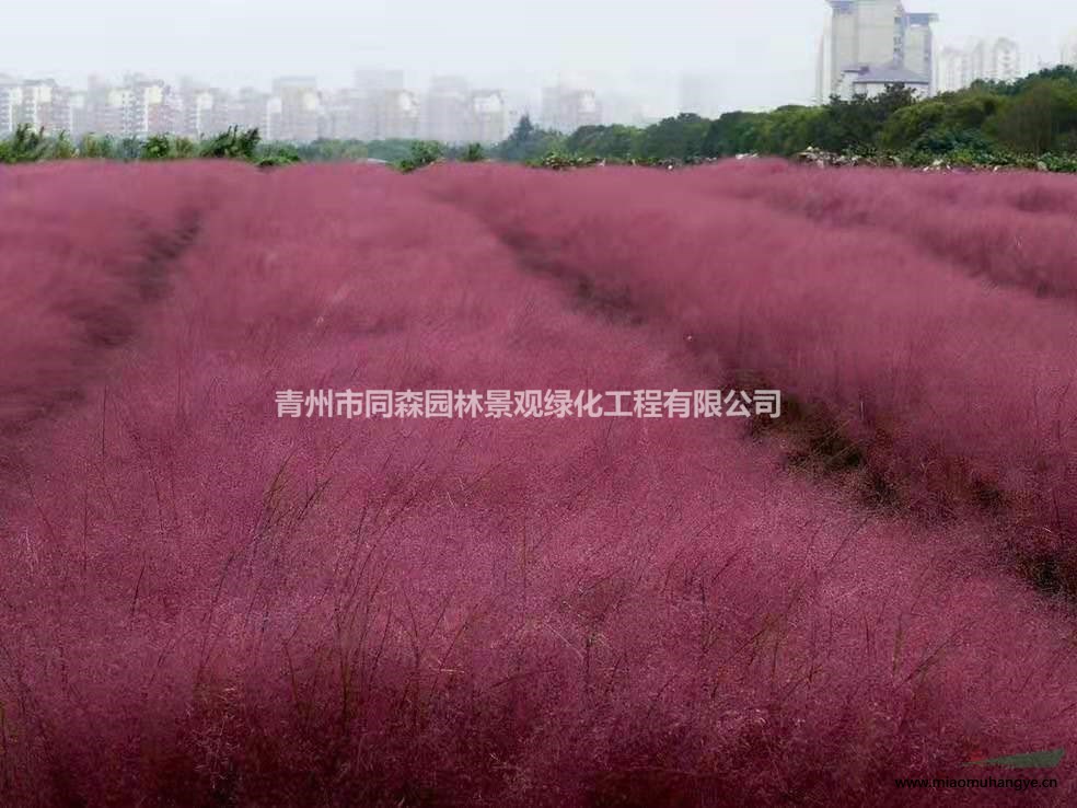 歐石竹價格 歐石竹圖片 宿根花卉歐石竹  開花草坪歐石竹