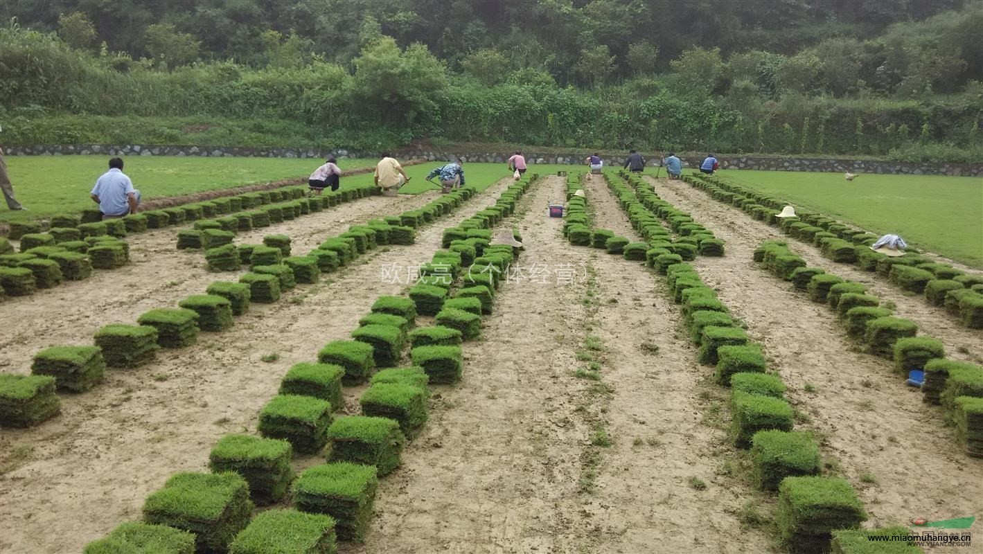 大量出售玉龍草，麥冬草，基地直銷價(jià)格優(yōu)惠