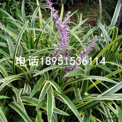 雙瓣茉莉花盆栽苗 苗圃處理價(jià)價(jià)格