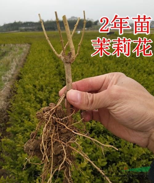 廣西橫縣長(zhǎng)期供應(yīng)各類型雙瓣茉莉花苗茉莉花老樁批發(fā)零售