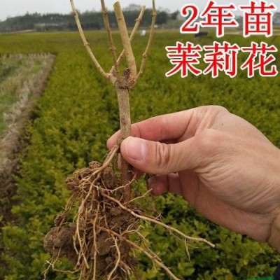 廣西橫縣長(zhǎng)期供應(yīng)各類(lèi)型雙瓣茉莉花苗茉莉花老樁批發(fā)零售