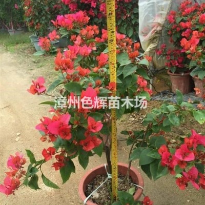 炮仗花價(jià)格 供應(yīng)18-250公分高度炮仗花報(bào)價(jià) 福建炮仗花基地種植