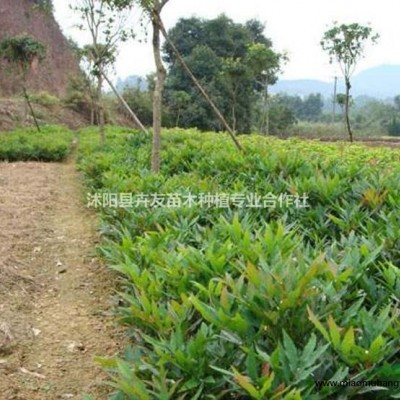 供應(yīng)金葉石菖蒲小苗，基地直銷，質(zhì)量保證。