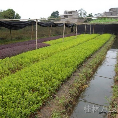 大量供應(yīng)四季紅桂花小苗