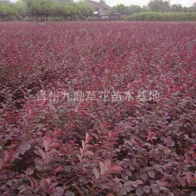 柳葉馬鞭草價格山東青州香草園草花