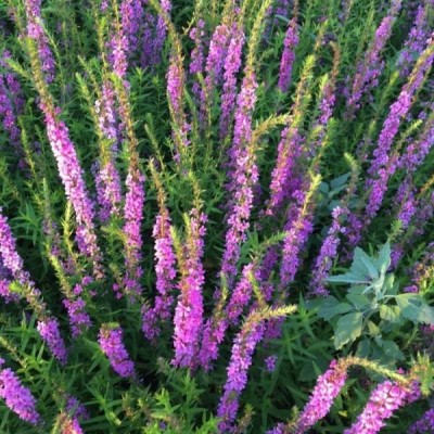 遼寧千屈菜，遼寧藍(lán)花鼠尾草，遼寧馬藺