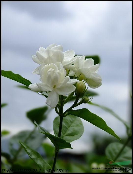 茉莉花地苗