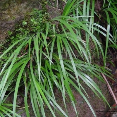 長期供應(yīng)野生石菖蒲