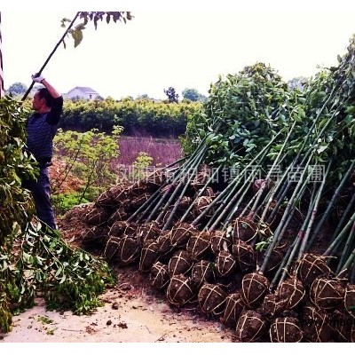 大量批發(fā)紅花石竹及其他綠化常用草花