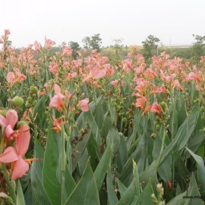 狼尾草、細(xì)葉芒、月莧草