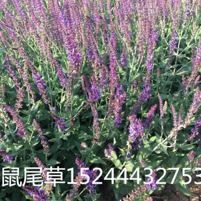 山東宿根花卉地被鼠尾草批發(fā)商