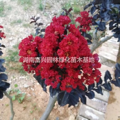 湖南時令花卉7號—孔雀草