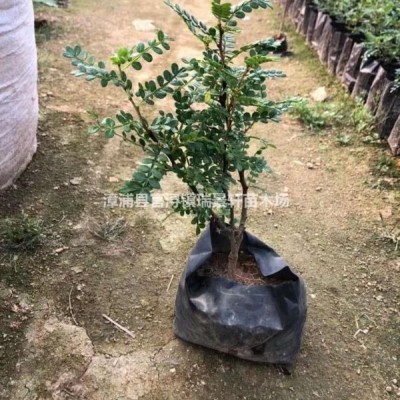 太陽(yáng)花 馬齒莧 多花色 工程綠化用苗 漳州基地直發(fā)