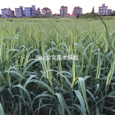 大量供應(yīng)  再力花   千屈菜 鳶尾 美人蕉 等水生植物