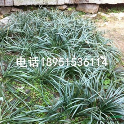 細(xì)葉芒草 觀賞草本基地