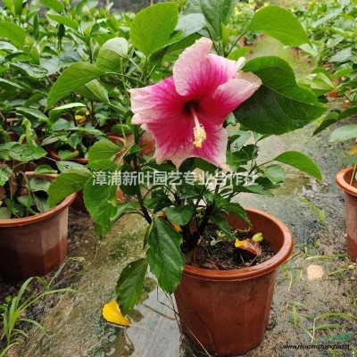 福建非洲茉莉 介紹/特征/用途  非洲茉莉農(nóng)戶直銷