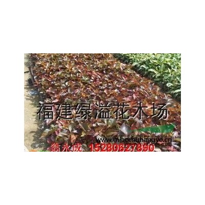 雙色茉莉*新價格/雙色茉莉報價