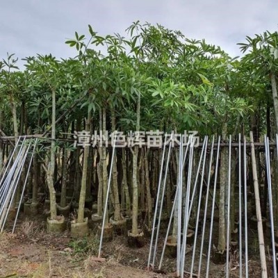 非洲茉莉價(jià)格 非洲茉莉批發(fā) 地被苗 福建非洲茉莉 綠化苗