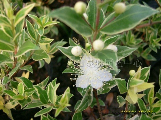 紫葉千鳥花(紫葉山桃草)