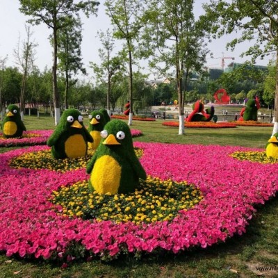 時令草花批發(fā)，草花孔雀草供應，冬季耐寒草花三色堇