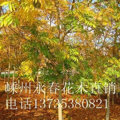 大量提供  3cm-20cm的日本櫻花，四季紅紅楓小價(jià)格優(yōu)惠