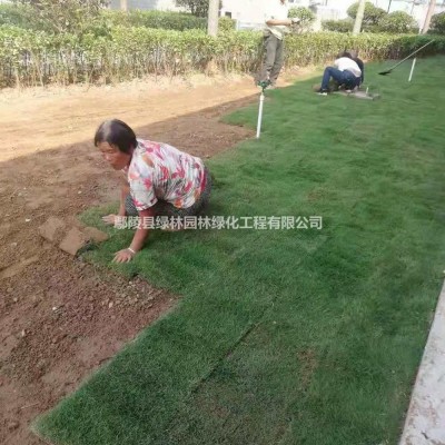 孔雀草 河南孔雀草基地 各類草花基地直銷行情報(bào)價(jià)/孔雀草 河南孔雀草基地 各類草花基地直銷圖片展示