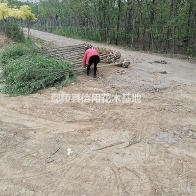 河南鳶尾，紅花草，麥冬草