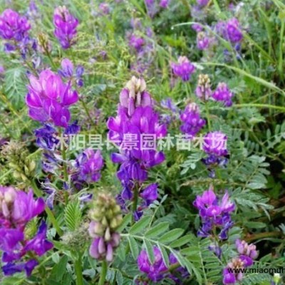 優(yōu)質(zhì)野芒草種子 易播易管理 花卉草坪觀花草籽