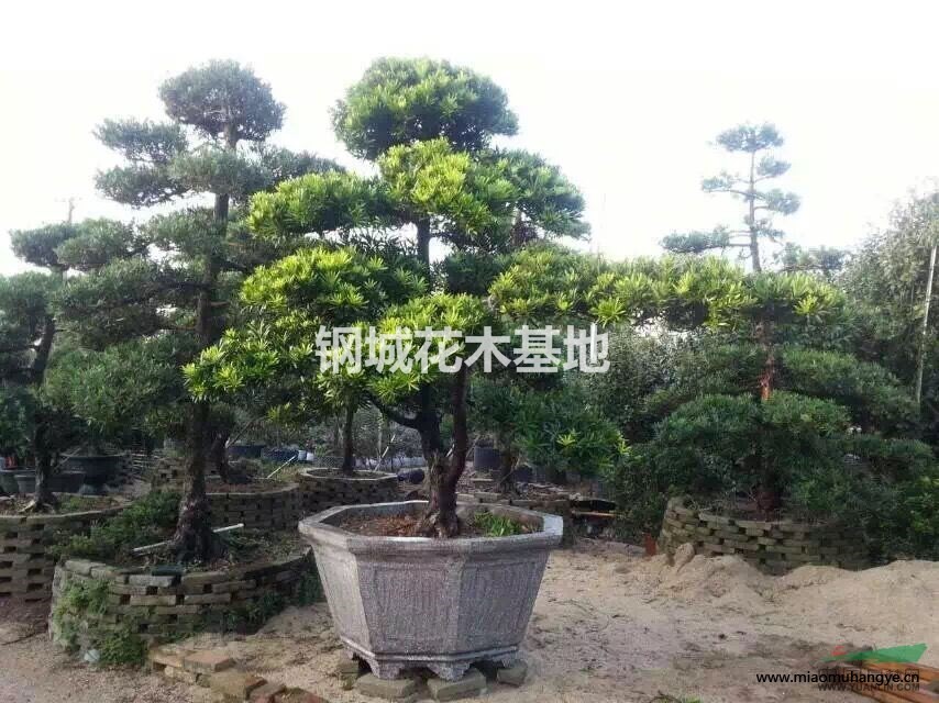 供應(yīng)各種規(guī)格非洲茉莉