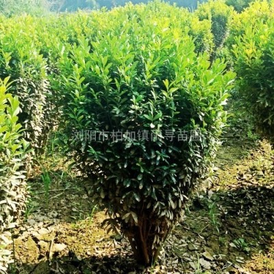 大量批發(fā)地被植物30cm高美女櫻