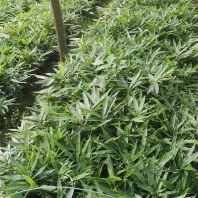 紫茉莉行情報(bào)價(jià)\紫茉莉圖片展示