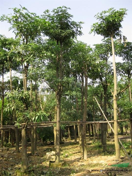 普寧非洲茉莉基地/福建非洲茉批發(fā)/廣東非洲供應商/普寧花木場